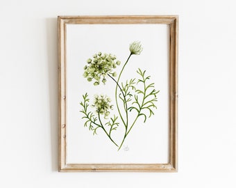 Queen Annes Lace Watercolor Print, Vintage Botanical Wall Art, Queen Annes Lace Painting, Watercolor Painting, Queen Annes Lace Farmhouse