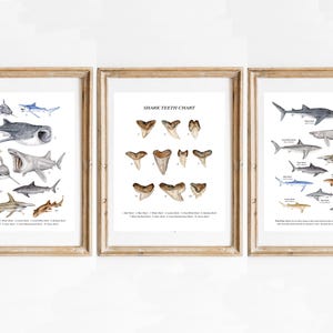 Set of 3 Shark Prints, Sharks Chart, Shark Teeth, Shark Sizes, Watercolor Ocean Animals