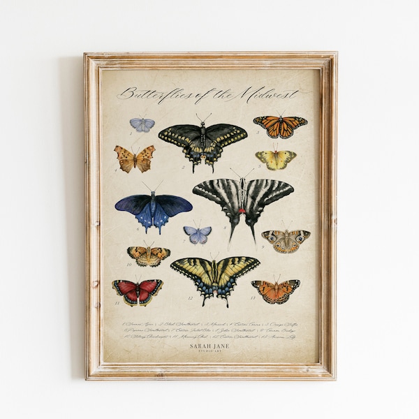 Vintage Butterfly Chart, Midwest Butterflies Poster, Watercolor Insect Art