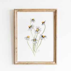 White Camomile Watercolor Print, Vintage Botanical Wall Art, Spring Floral Painting, Camomile Watercolor Painting, Farmhouse