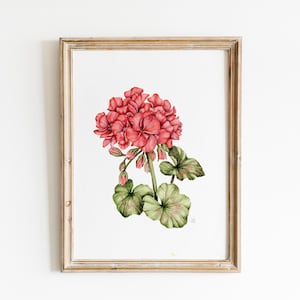 Red Geranium Watercolor Print, Botanical Wall Art, Floral Home Decor, Vintage Flower
