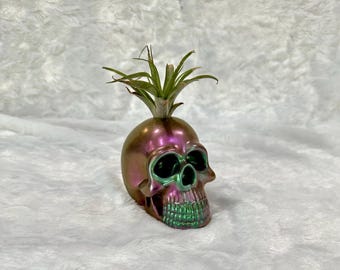 Color Changing Skull Air Plant Holder: Includes Plant