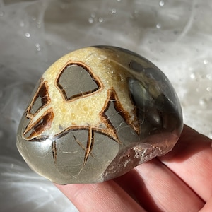 2.8&quot; SEPTARIAN Turtleback Dragon Stone Polished Geode End From Utah/Septarian geode/Septarian Crystal/Gift Idea/Geode/Dragon Stone