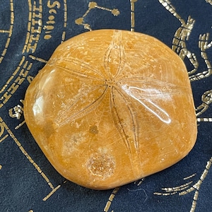 2.9&quot; Polished FOSSIL SEA URCHIN Mid Jurassic Period from Sakaraha Madagascar/Clypeus Specimen/Fossil