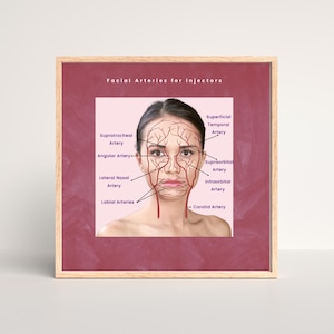 Gesichtsarterien Anatomie Poster für Injektoren | Beschriftete Gefäßkarte für sichere ästhetische Behandlungen