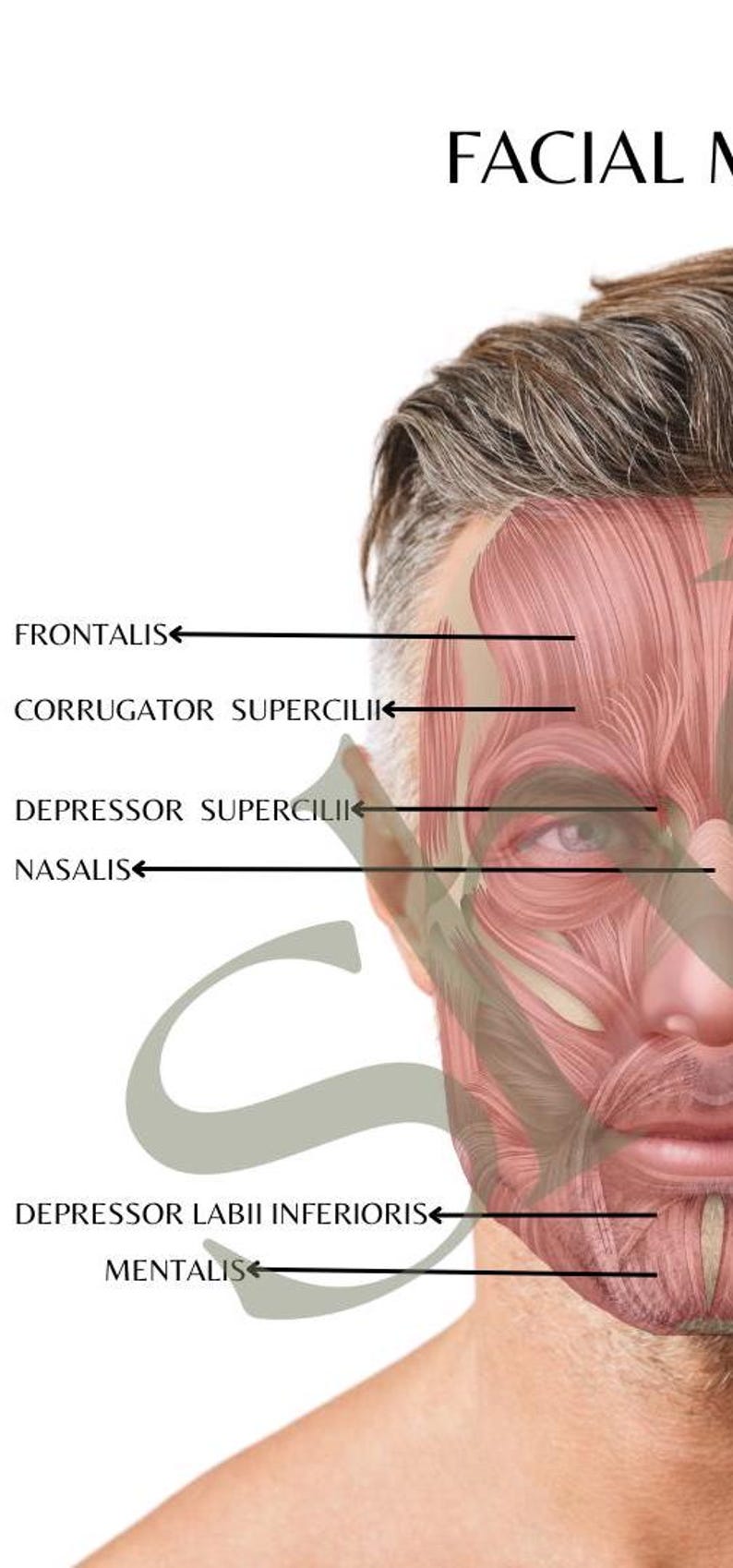 Facial Muscles Anatomy Poster – Male | Labeled & Unlabeled Versions for ...