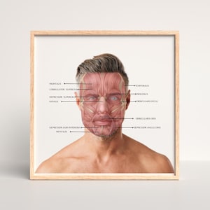 Facial Muscles Anatomy Poster – Male | Labeled & Unlabeled Versions for Aesthetic and Medical Use
