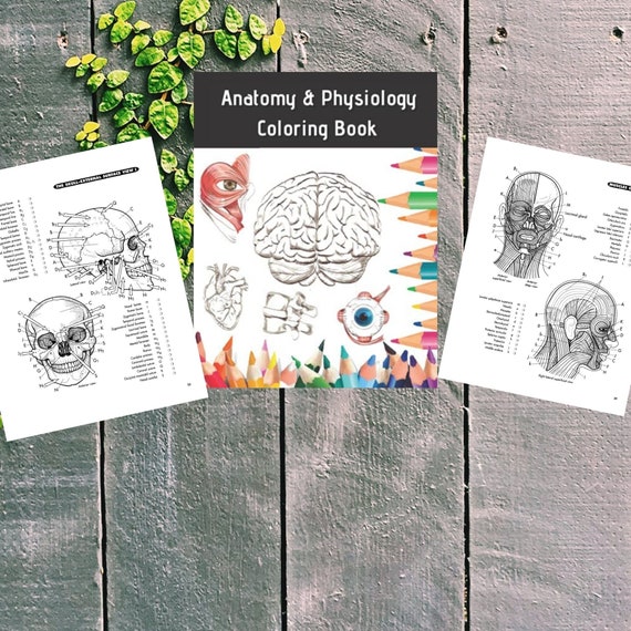 Anatomy & Physiology Coloring Book for Medical Students for | Etsy