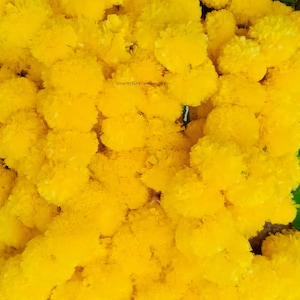 Wholesale Lot Marigold garland for day of the dead, Dia de Los Muertos altar. Day of the dead decor US SELLER