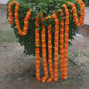 Puede incluir: Guirnaldas de flores de caléndula naranja y amarilla drapeadas sobre un arbusto verde. Las guirnaldas están hechas de muchas flores pequeñas y redondas. Las flores son de color naranja brillante con detalles amarillos.
