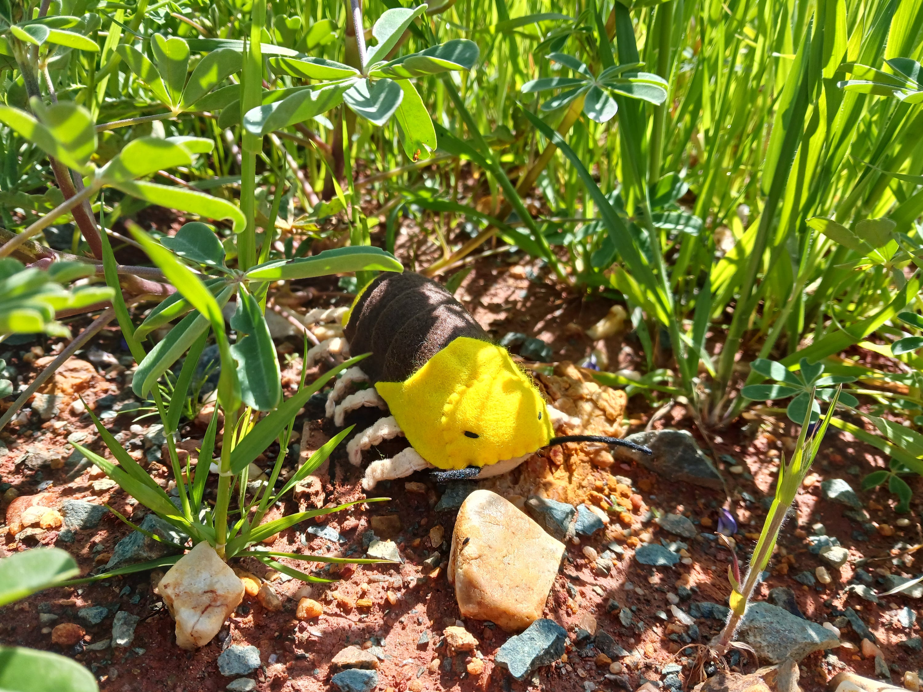 Rubber Ducky Rolly Polly/pillbug/sowbug Felt Plush Handmade and Poseable Etsy