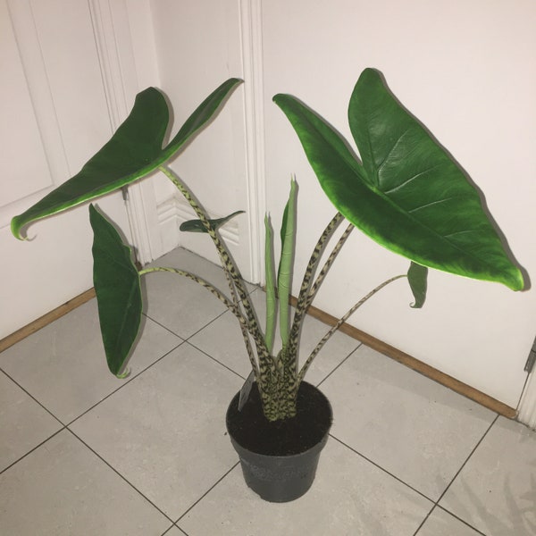 Alocasia zebrina 75cm