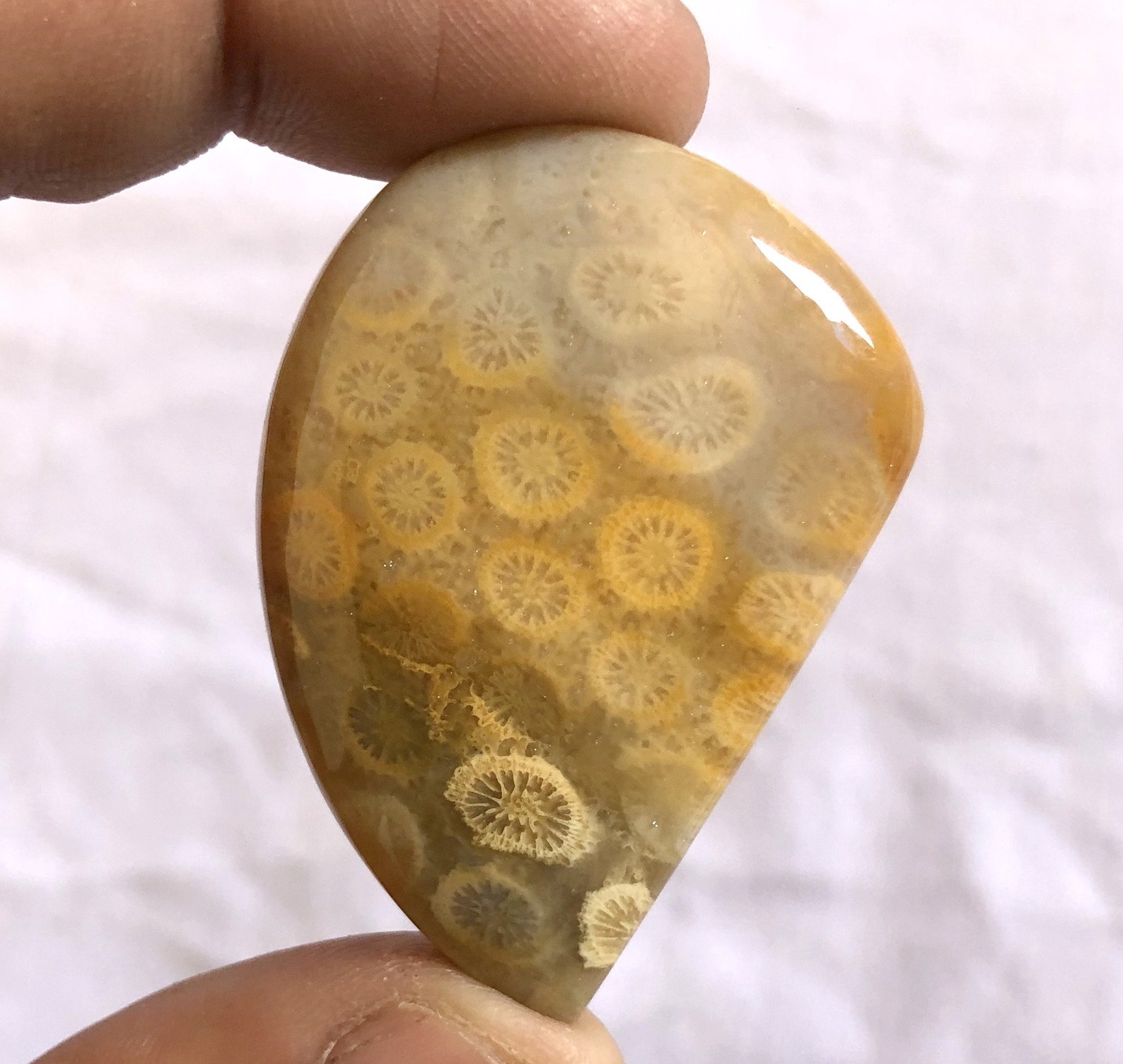 Natural Fossil Coral Jasper Gemstone 44x32x8mm Fossil Coral Etsy