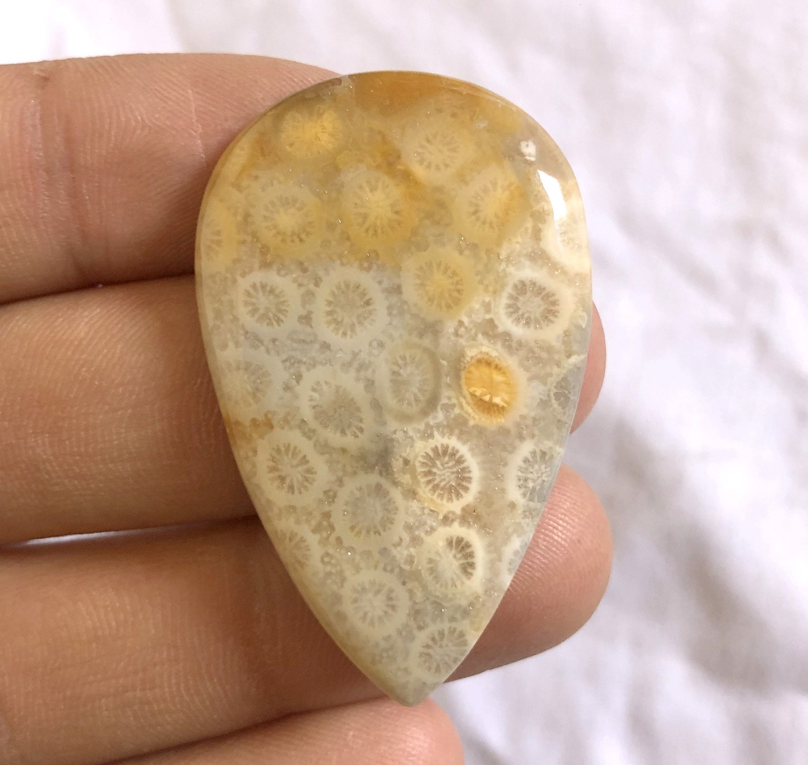 Natural Fossil Coral Jasper Gemstone 46x29x5mm Fossil Coral Etsy