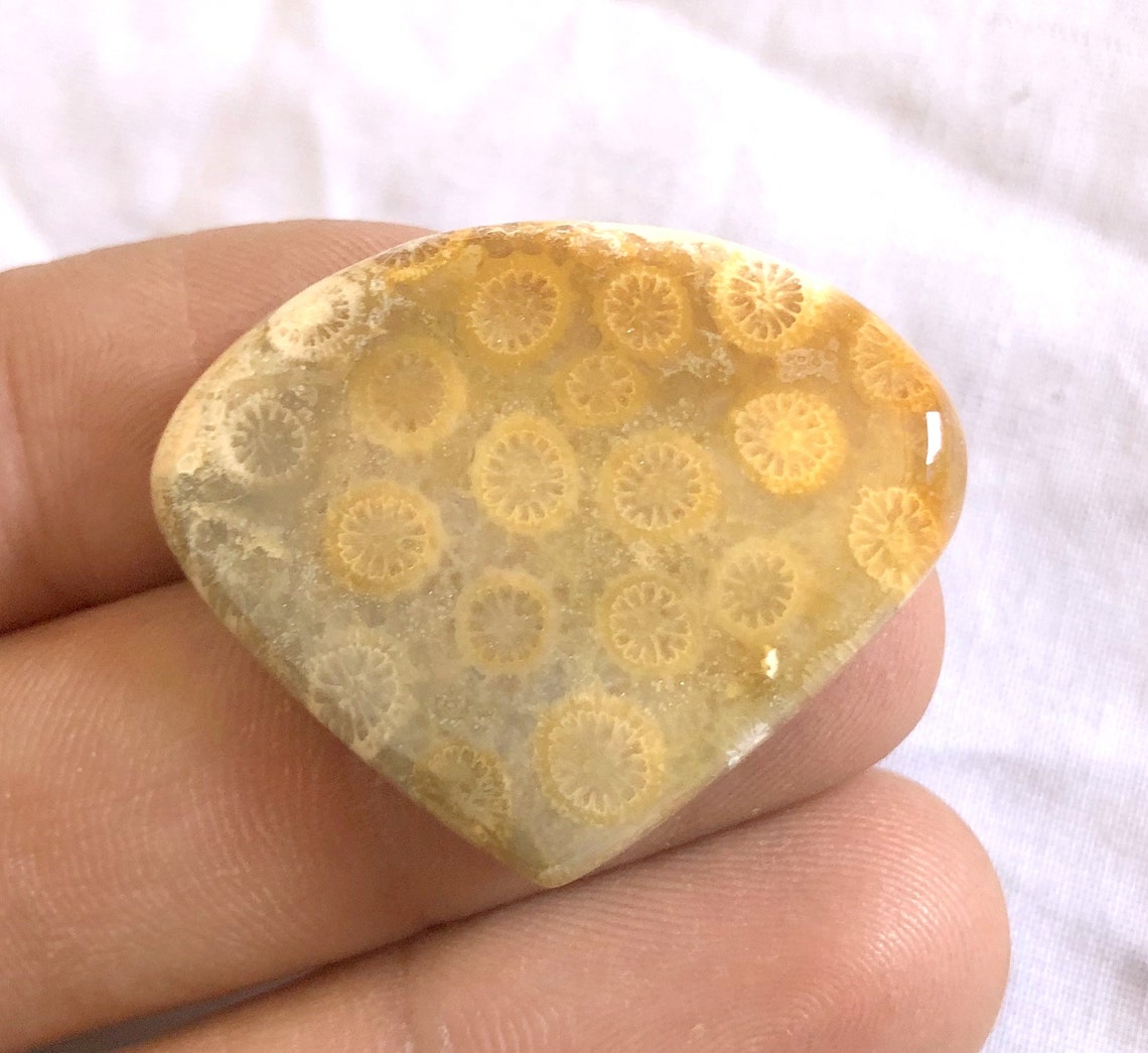 Natural Fossil Coral Jasper Gemstone 29x35x5mm Fossil Coral Etsy