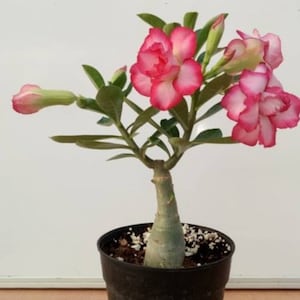 Adenium Obesum, also known as Desert Rose 12" to 14" inches Tall, Beautiful Healthy One Year old Live Rooted Plant