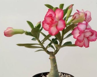 Adenium obesum, également connu sous le nom de rose du désert, 30 à 35 cm de haut, belle plante saine d'un an à racines vivantes