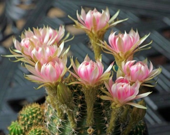 Echinobivia "Rainbow Burst" is a hybrid cactus between Echinopsis and Lobivia, 4" Pot same as Pic full of babies