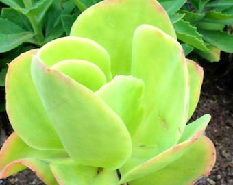 Rare Echeveria Pallida Imported 6" Also Known as Argentine Echeveria Beautiful Huge Live Plant Rooted