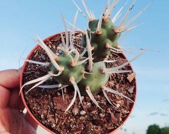 Rare Tephrocactus articulatus papyracanthus-Paper Spine Cactus Beautiful Live Plant, 4" ships no Pot