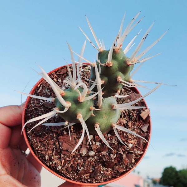 Rare Tephrocactus articulatus papyracanthus-Paper Spine Cactus Beautiful Live Plant, 4" ships no Pot