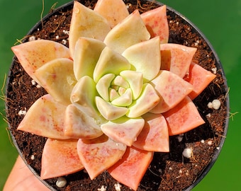 Rare Graptopetalum Paraguayense Ghosty 'Pinky,' Variety Gorgeous Pink Color Live Succulent