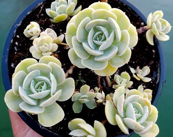 Rare Succulent Echeveria Runyonii 6" Imported Also known as Chick & Hens, you receive the Mother Plant