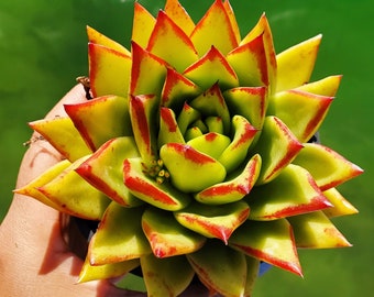 Rare Echeveria Agavoides « Rouge à lèvres » Plante vivante enracinée très grande 4&quot;