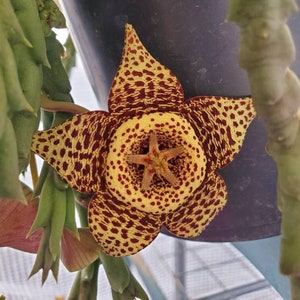 Orbea Variegated also known as Starfish Flower, 2.5 inch pot 4 to 5 healthy stems ready to Bloom stunning Brown and Yellow Flowers 画像 1