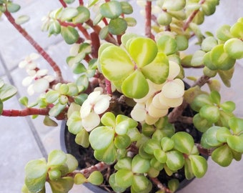 Portulacaria afra (known as elephant bush, dwarf jade plant, porkbush, purslane tree 4" Pot Bushy Rooted live plant Extremely Variegated.