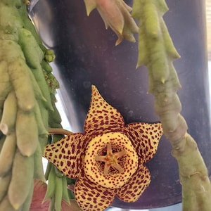 Orbea Variegated also known as Starfish Flower, 2.5 inch pot 4 to 5 healthy stems ready to Bloom stunning Brown and Yellow Flowers 画像 3