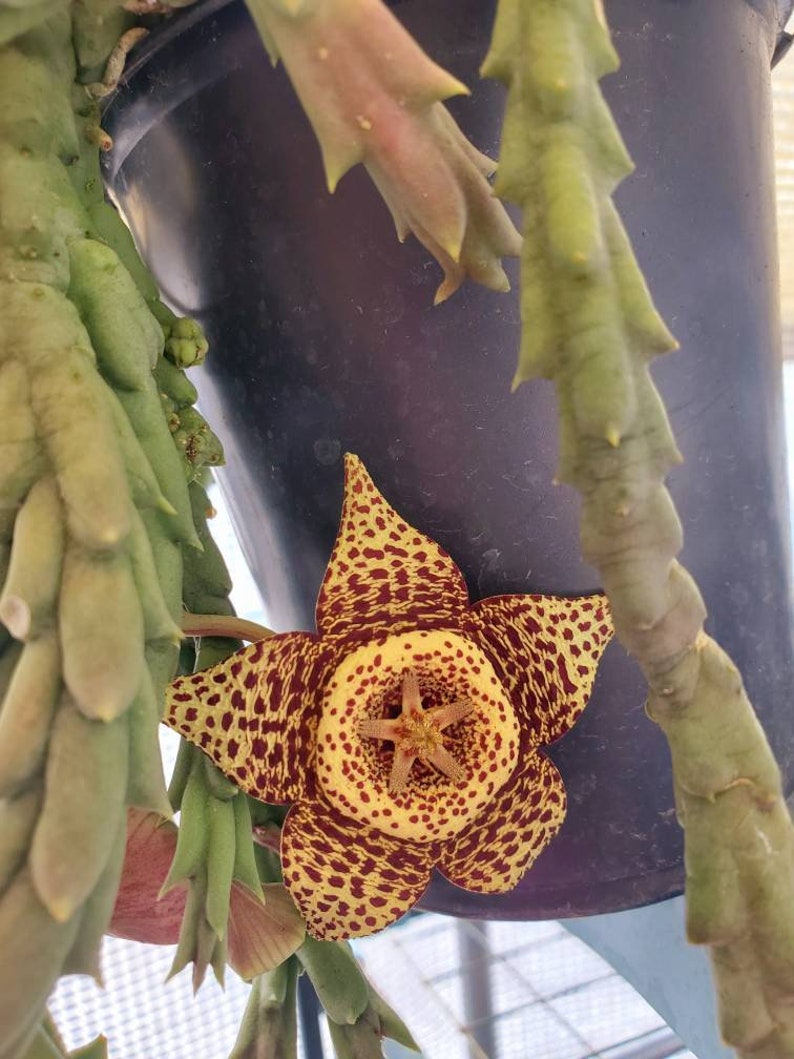 Orbea Variegated also known as Starfish Flower, 2.5 inch pot 4 to 5 healthy stems ready to Bloom stunning Brown and Yellow Flowers image 3