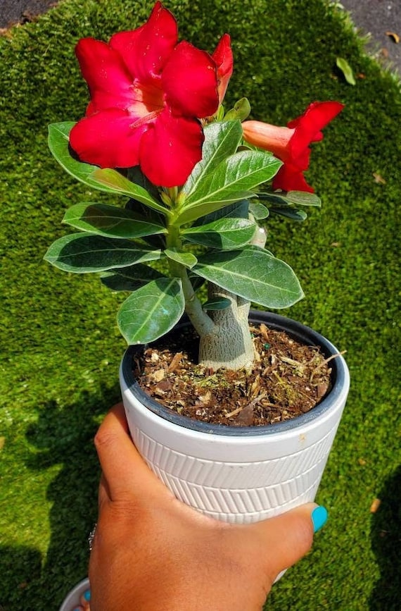 Desert Rose 'Adenium obesum