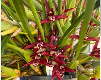 Maxillaria tenuifolia ook wel bekend als Kokosorchidee, Prachtige zoete Kokosgeur