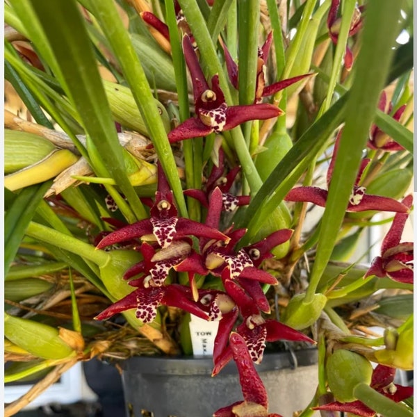 Maxillaria tenuifolia also known as Coconut Orchid, Beautiful sweet Coconut fragrance