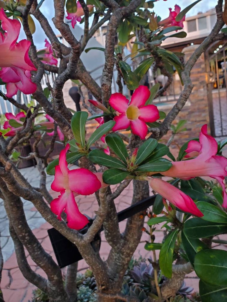 Adenium Obesum Also Known as Desert Rose 12 to 14 - Etsy