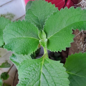 2 Organic Cuban Oregano Live plant, Cutting. Also known as Plectranthus amboinicus 10 to 12 inches Tall cuttings. image 5