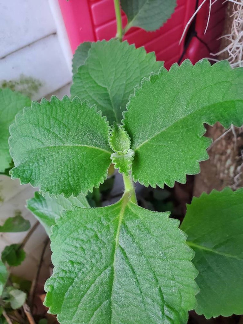 2 Organic Cuban Oregano Live plant, Cutting. Also known as Plectranthus amboinicus 10 to 12 inches Tall cuttings. image 5