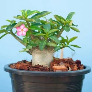 Rare Adenium Obesum Arabicum, Beautiful Pink Flowers fat Caudex Bonsai like,  known as Desert Rose 8" to 10" inches tall, Healthy Live Plant