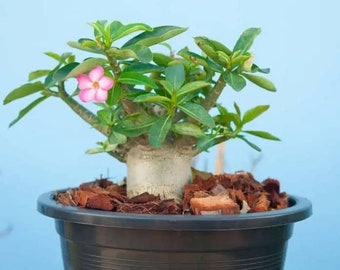 Adenium obesum Arabicum rare, belles fleurs roses grasses comme un bonsaï caudex, connue sous le nom de rose du désert 20 à 25 cm de haut, plante vivante en bonne santé