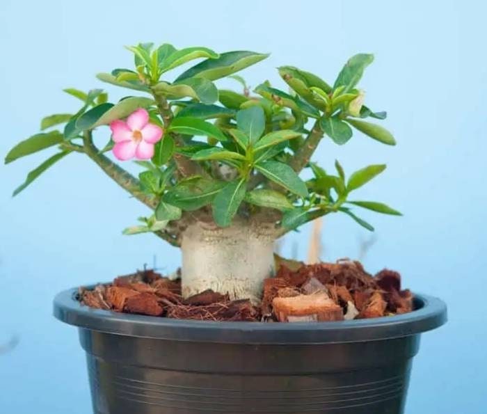Rare Adenium Obesum Arabicum, Beautiful Pink Flowers fat Caudex Bonsai like,  known as Desert Rose 8" to 10" inches tall, Healthy Live Plant
