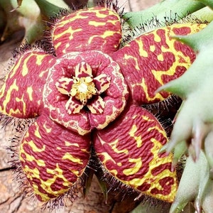 Orbea Semota Variegated also known as Brown Orbea,  2.5 inch pot 4 to 5 healthy stems ready to Bloom stunning Brown and Yellow Flowers