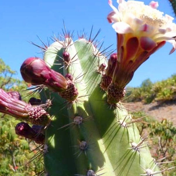 Tall Stenocereus pruinosus Spiralis, also commonly known as the ‘Gray Ghost Organ Pipe’ Beautiful Gray Cactus, 10 to 12 inches Tall