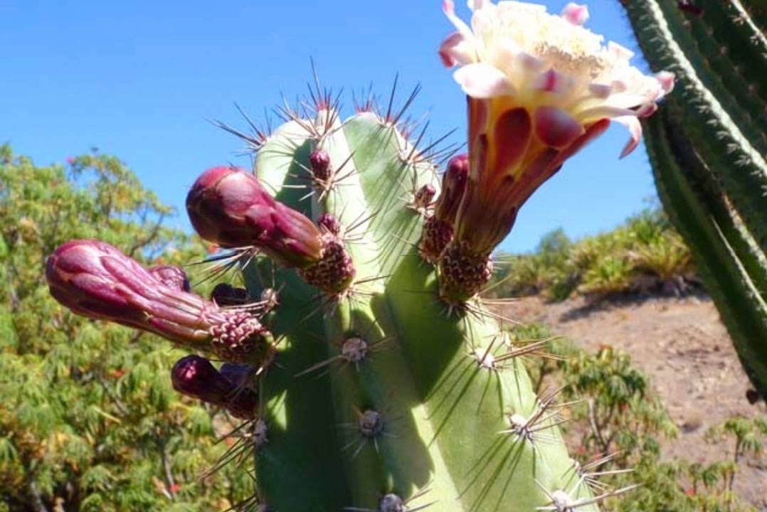 Tall Stenocereus pruinosus Spiralis, also commonly known as the ‘Gray Ghost Organ Pipe’ Beautiful Gray Cactus, 10 to 12 inches Tall