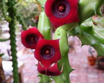 Huernia Schneideriana Beautiful 2.5" Pot, 5 to 6 healthy stems already Blooming, ships with pot