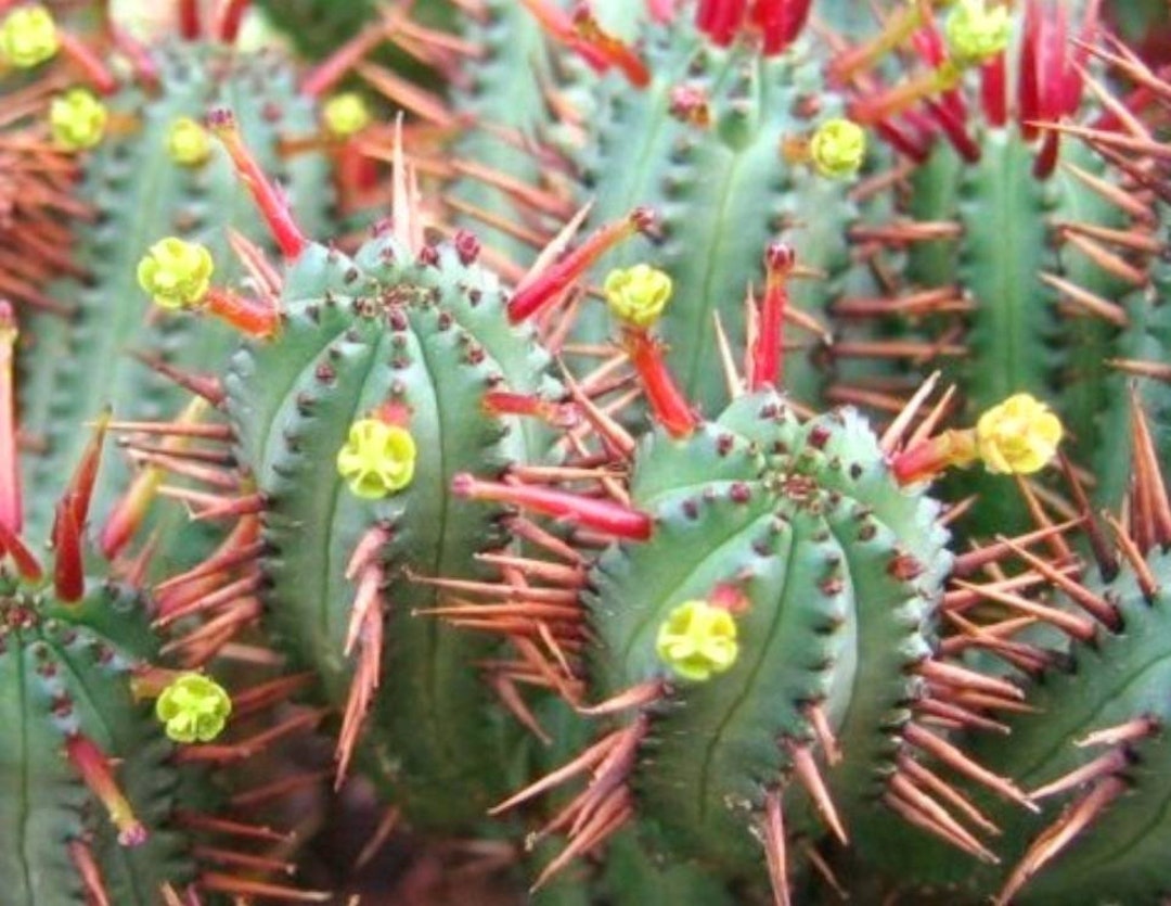 Euphorbia Enopla Pincushion Euphorbia 4 Pot Beautiful Etsy