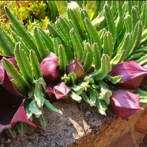 Stapelia leendertziae, Black Bells, Carrion Flower,Maroon Cup Starfish, Blooming, same as pics, you will receive 6 to 7 stems 4 inch Pot