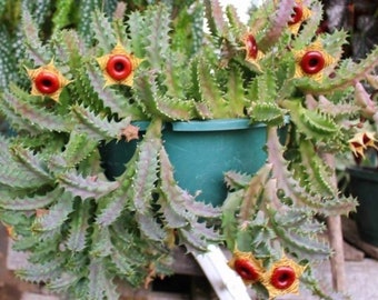 Huernia Zebrina Lifesaver Beautiful Blooms, 2" Pot, 4 to 5 healthy stems ready to Bloom, same as Pic#3