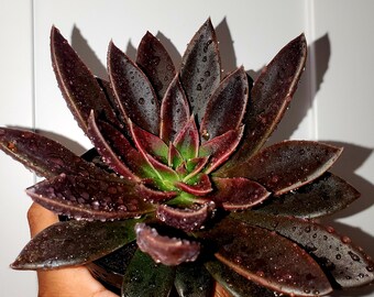 【即完売✦echeveria✦クラシック✦フレンチ✦トラウザー✦ ブラック1✦】 Echeveria Black Knight Hybrid 6