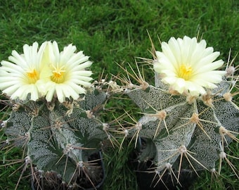Rare Astrophytum ornatum, awesome blooming cactus, 4 to 5 inch